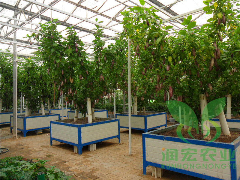 基質蔬菜樹(shù)
