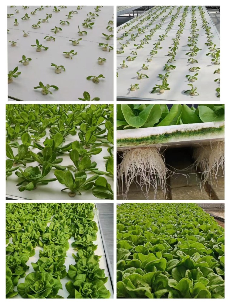 水(shuǐ)培奶油生(shēng)菜