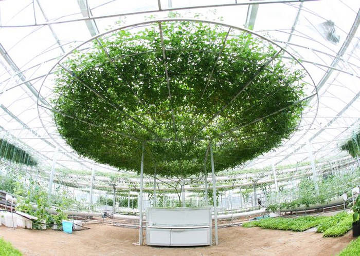 第十四屆菜博會(huì)九号廳